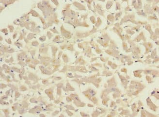 PLA2G4C Antibody