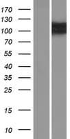 OSBPL5 Protein (Over-Expression Lysate Myc-DDK (Flag))