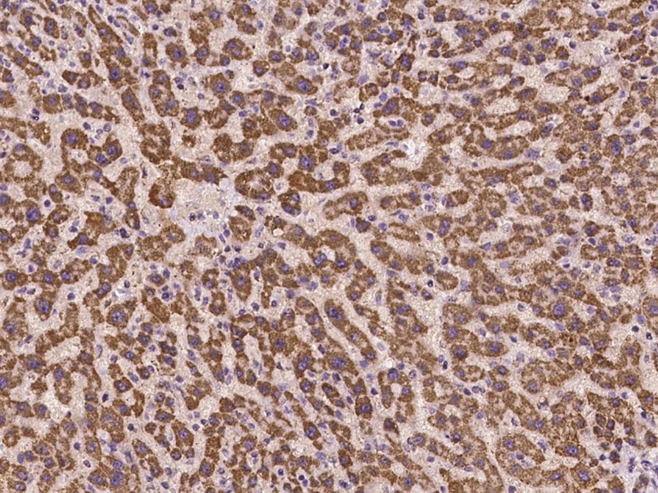 Polyclonal Rabbit anti-Human TAF4B Antibody (IHC, IF)