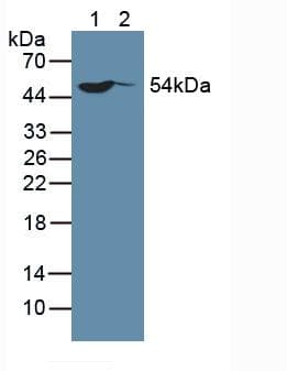 SP100 Antibody (aa610-802, Cy3)