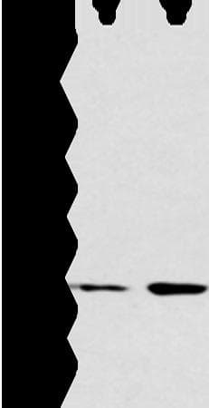 ATG16L1 / ATG16L Antibody