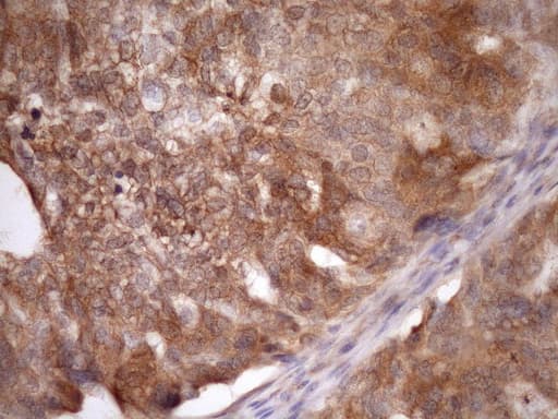 ASB8 Antibody (clone OTI3A12)