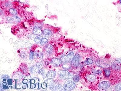 PathPlus™ GPR25 Antibody (N-Terminus)