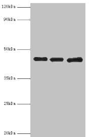 PVR / CD155 Antibody (aa220-345)