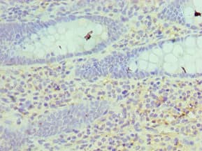 HSD17B4 Antibody (aa437-736)