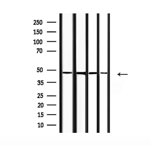Polyclonal Rabbit anti-Human COPS3 / CSN3 Antibody (IF, WB)