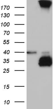 Monoclonal Mouse anti-Human C4orf49 / OSAP Antibody (clone OTI3F3, WB)