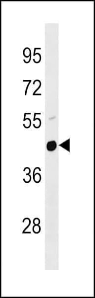 Polyclonal Rabbit anti-Mouse PLAU / Urokinase / uPA Antibody (aa304-331, WB)