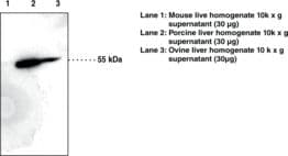 IHC-plus™ Thromboxane B2 11-Dehydrogenase Antibody