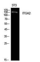 Polyclonal Rabbit anti-Human ITGA2 / CD49b Antibody (WB)