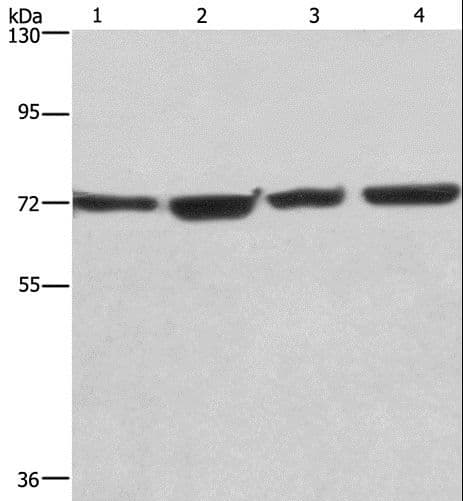 KLF11 Antibody