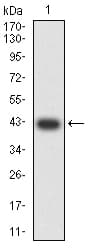 BAX Antibody (clone 4H9B11)