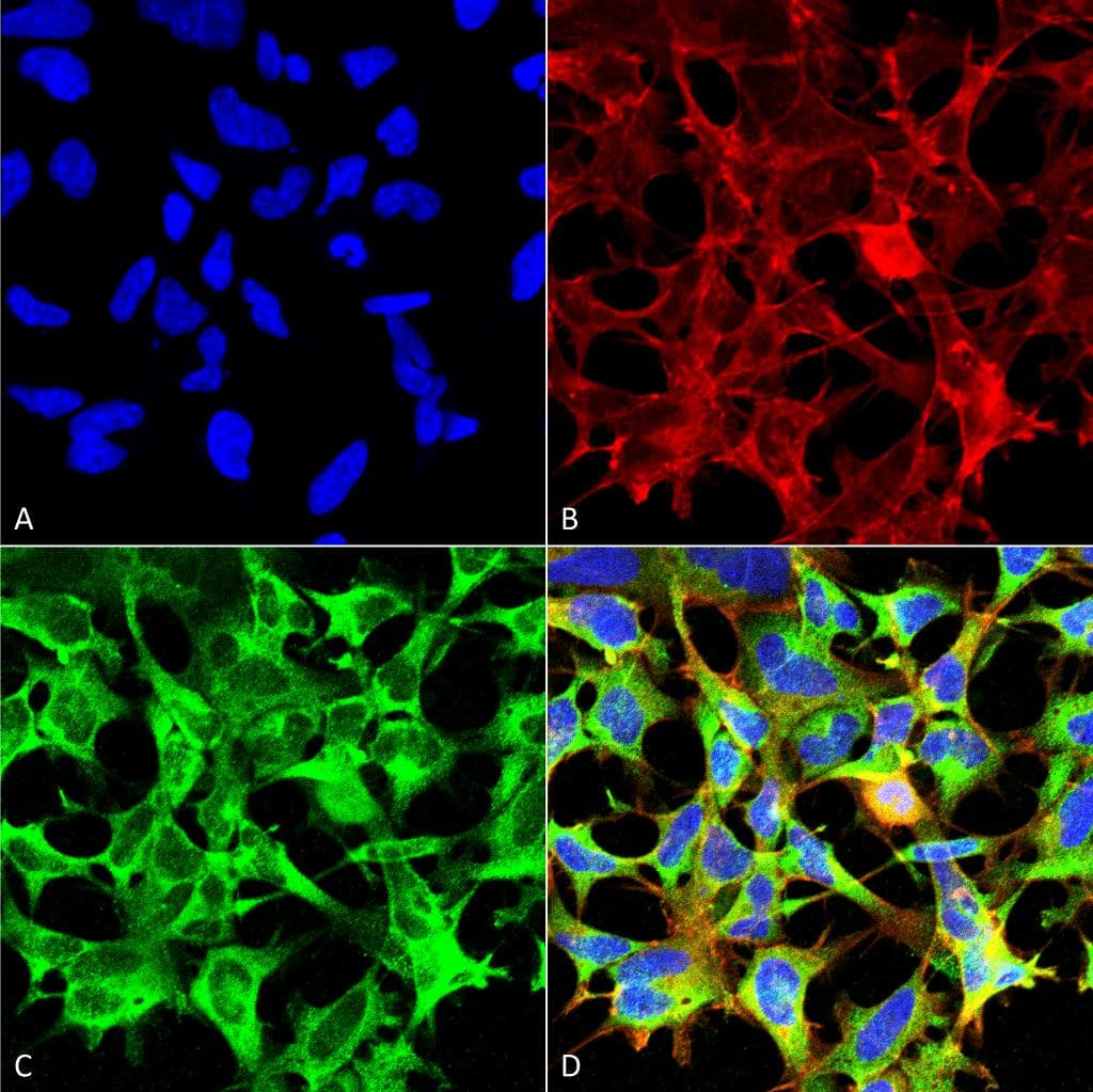 Sulfotyrosine Antibody (clone 7C5, APC)