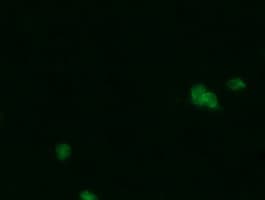 IHC-plus™ PGD Antibody (clone 2A5)