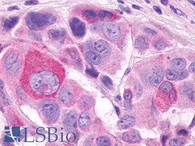 PathPlus™ TAAR5 Antibody (Cytoplasmic Domain)