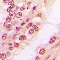 PAWR / PAR4 Antibody (C-Terminus)