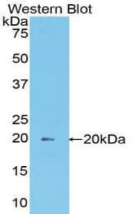 MOG Antibody (aa30-149, PE)