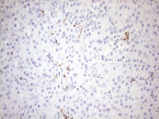 FBP / FOLR2 Antibody (aa20-221, clone OTI4G6)