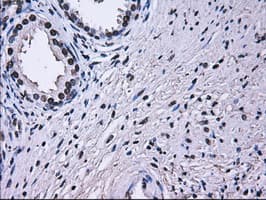 RPA2 / RFA2 / RPA34 Antibody (clone OTI1H10)