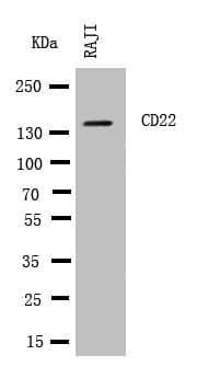 CD22 Antibody (aa832-847)