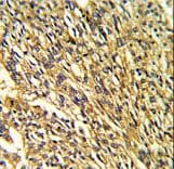 KCNJ2 / Kir2.1 Antibody (aa401-427)