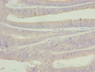 C9orf43 Antibody