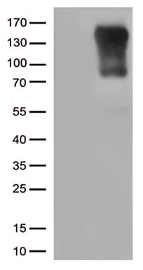 CIITA Antibody (aa414-724, clone OTI7B12, Carrier-free)