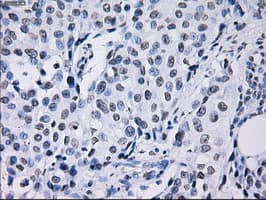 Monoclonal Mouse anti-Human ID3 Antibody (clone OTI15F4, IHC, IF, WB)