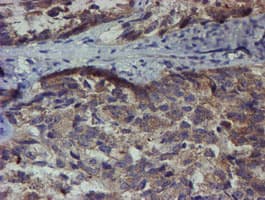 ZNF365 Antibody (clone OTI1B7)