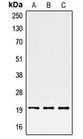 IHC-plus™ SRSF3 / SRP20 Antibody (C-Terminus)