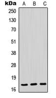 POLR2H / RPB8 Antibody (N-Terminus)