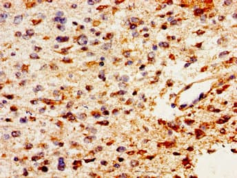 PTN / Pleiotrophin Antibody