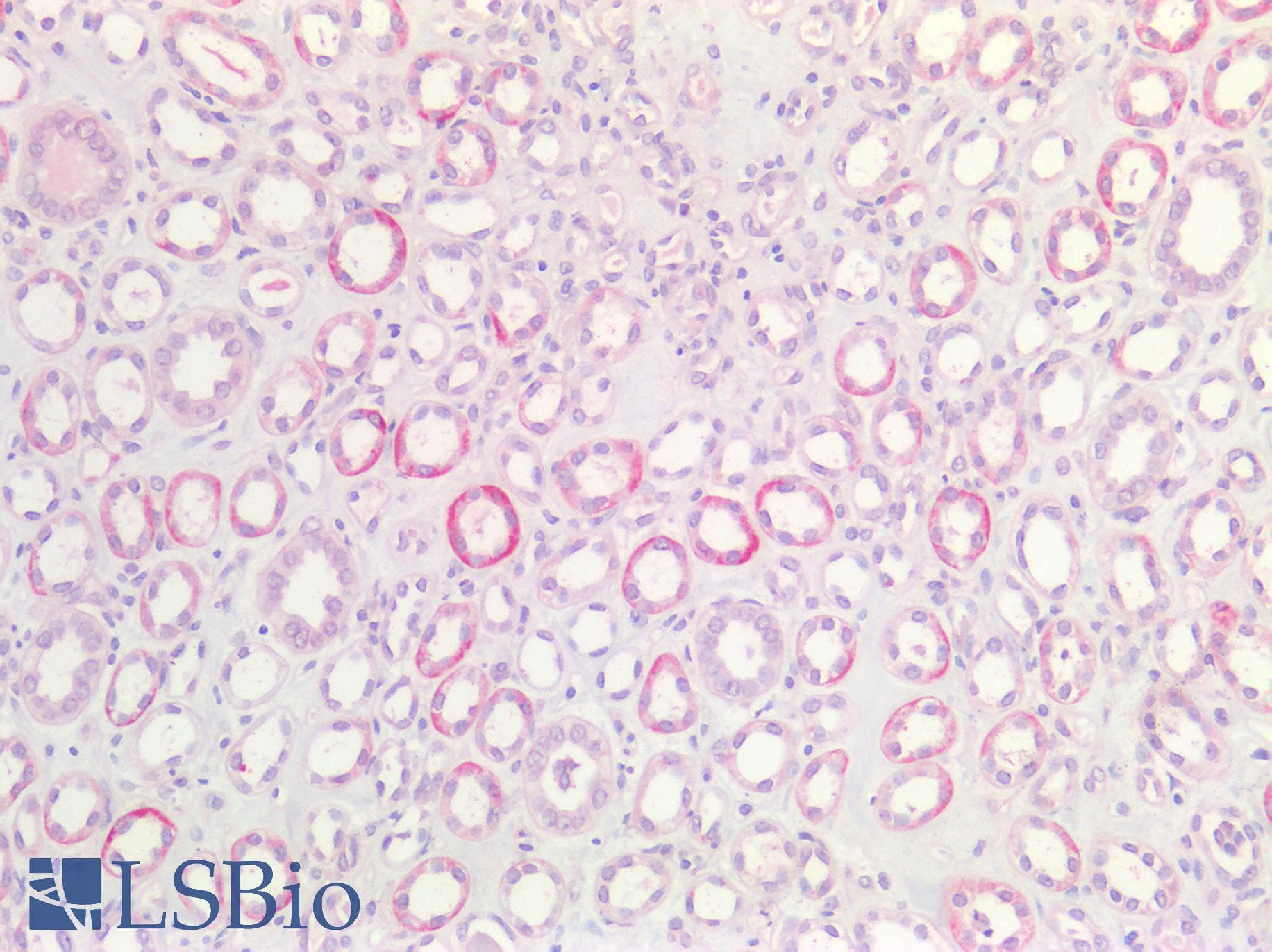 PathPlus™ Polyclonal Rabbit anti-Human APC Antibody (aa2794-2843, IHC, WB)