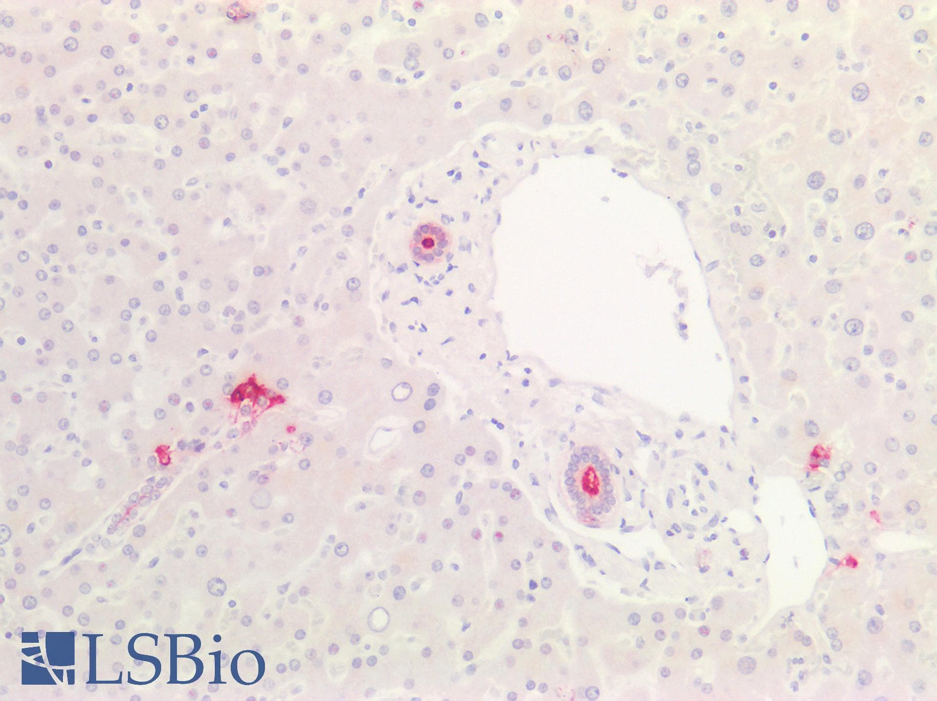 PathPlus™ Sialylated Lewis a / CA 19-9 Antibody (clone 121SLE, Concentrated)
