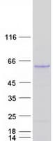 Human QIP1 / KPNA4 Protein (Recombinant Myc-DDK (Flag))