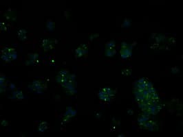 RIC8A Antibody (clone OTI3G3, Carrier-free)