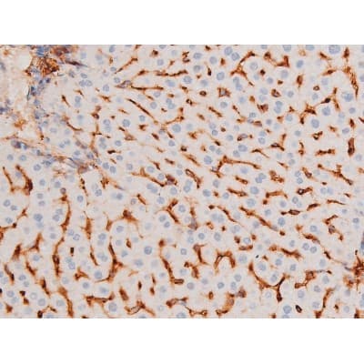 FOXO4 / AFX1 Antibody (phospho-Ser197)