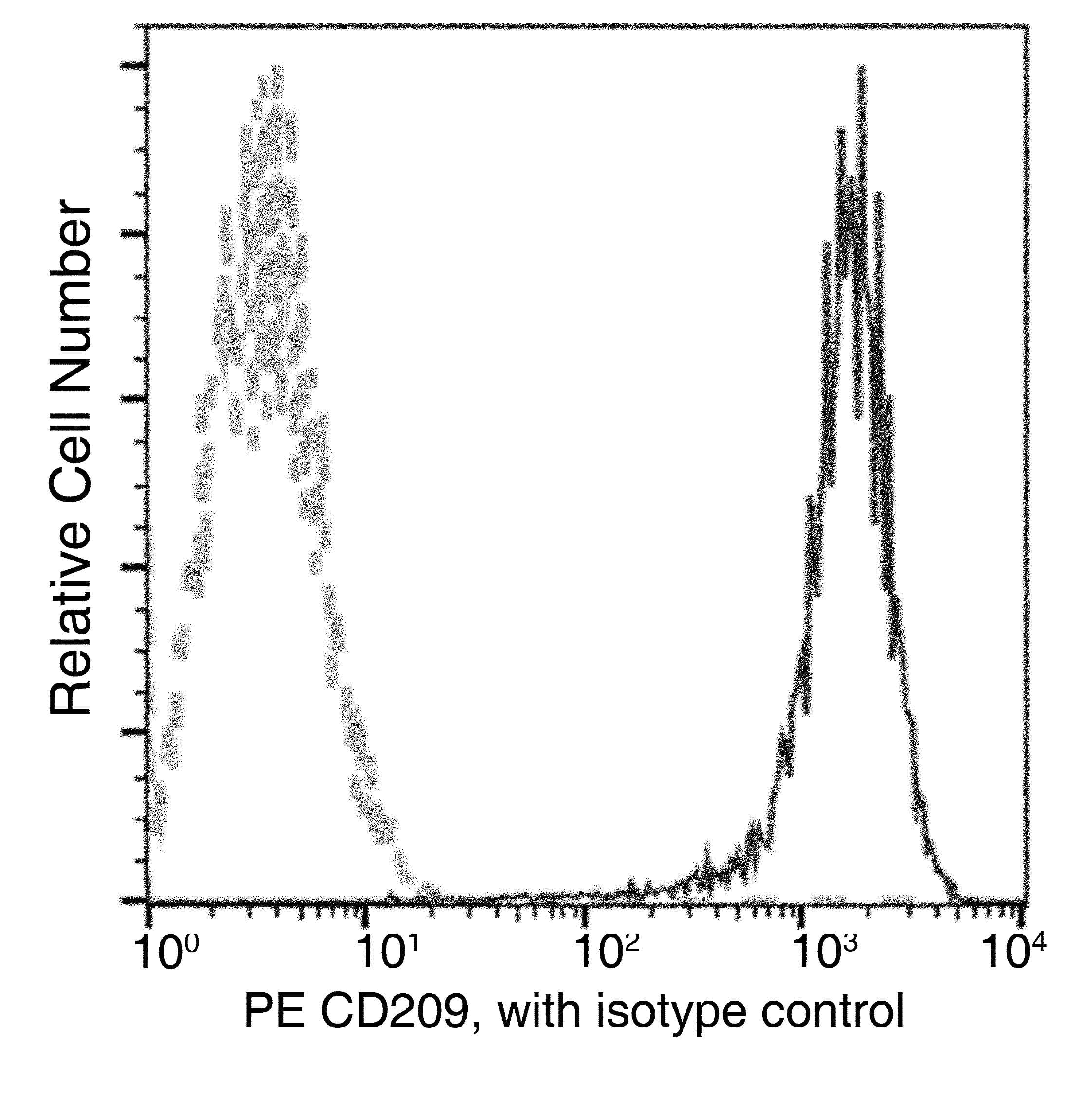 CD209 / DC-SIGN Antibody (clone 037, PE)