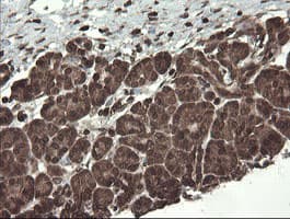 CXorf26 Antibody (clone OTI5A11)