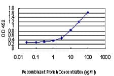 IHC-plus™ RAD18 Antibody (clone 3H7)