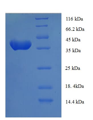 Human ANAPC15 Protein (Recombinant GST)