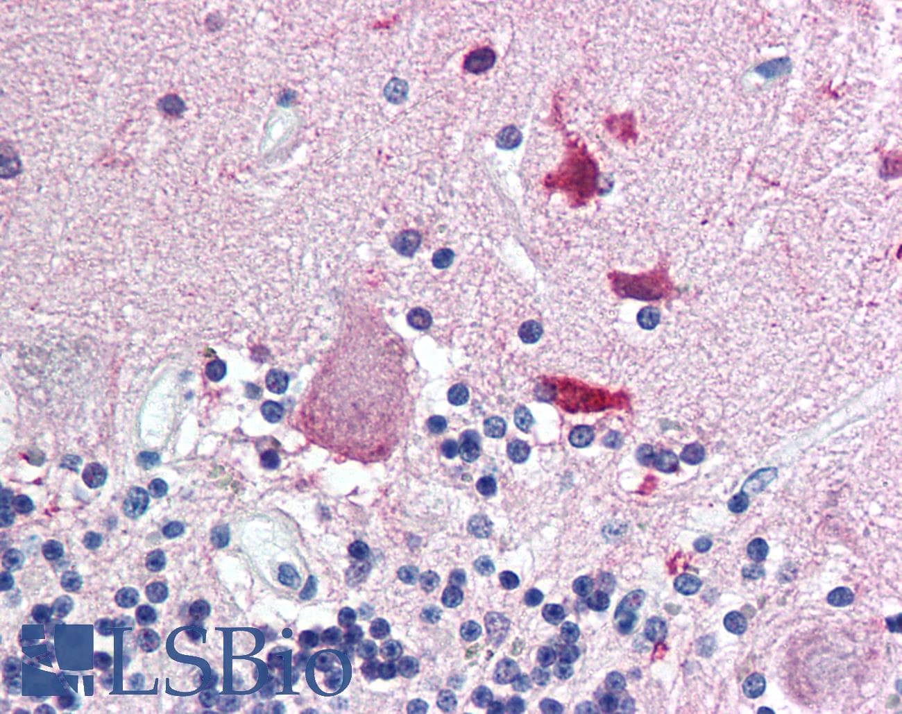 IHC-plus™ Monoclonal Mouse anti-Pig GAPDH Antibody (clone 1D4, IHC, IF, WB)