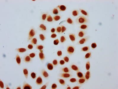 Polyclonal Rabbit anti-Human HIST1H4I Antibody (IHC, IF)