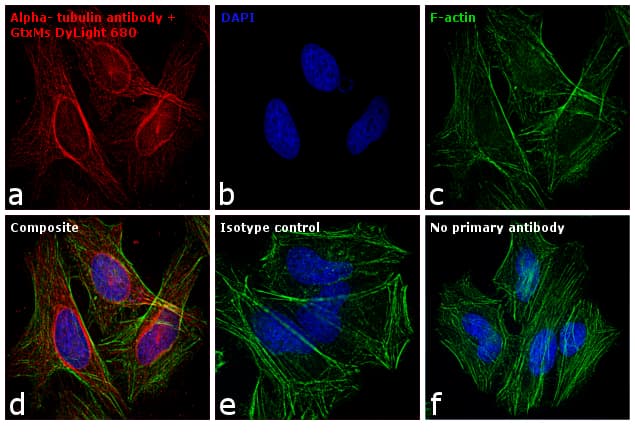 Goat Anti-Mouse IgG Secondary Antibody (DY680)