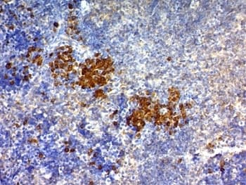 CD63 Antibody (clone SPM524)