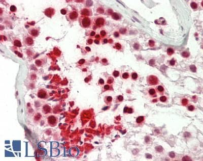 IHC-plus™ DAZAP1 Antibody (aa357-407)