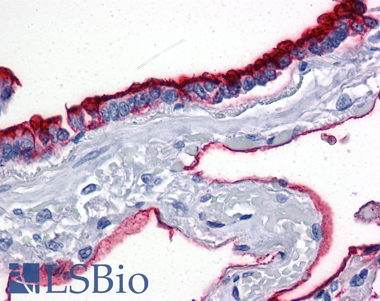 IHC-plus™ EMA / MUC1 Antibody