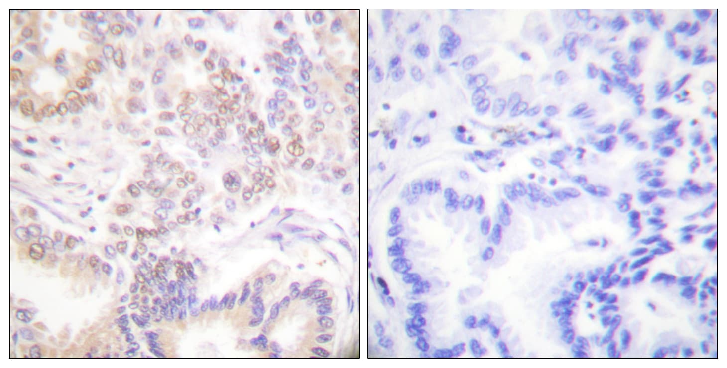 SENP5 Antibody (aa651-700)
