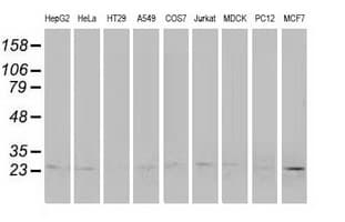 POLR2E Antibody (clone OTI3C5, Carrier-free)
