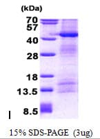 Human POFUT1 Protein (Recombinant His)